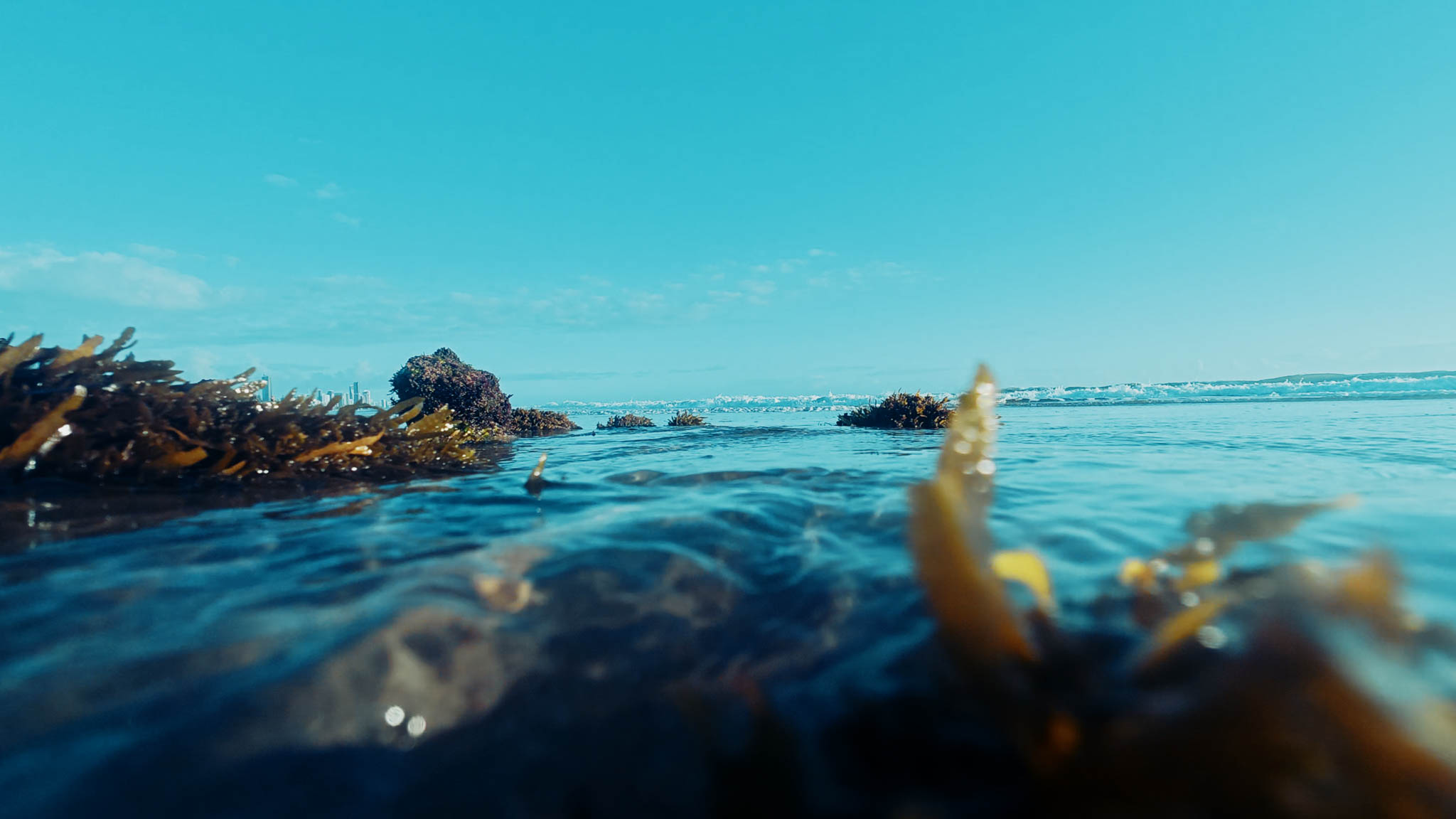 Half-underwater shot — kelp in the foreground, Gold Coast skyline on the horizon